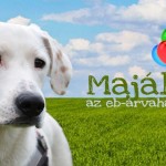Kutyás majális és piknik