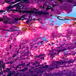 Újra Sakura ünnep a Füvészkertben