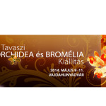 Orchidea- és broméliakiállítás: főszerepben afrika virágai