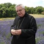 Levendulahetek a Pannonhalmi Főapátságban