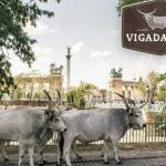 A szürke marhát népszerűsítik a Vajdahunyadvárban